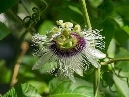 fechar acima do a paixão fruta flor. foto