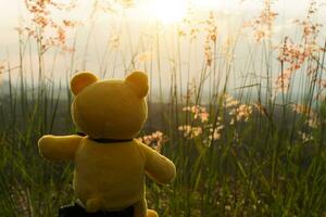 amarelo Urso com flor Relva dentro a pôr do sol. foto