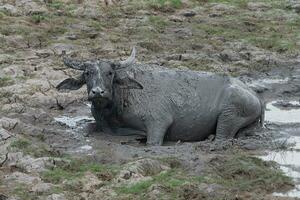 água búfalo dentro a área do animais selvagens. foto