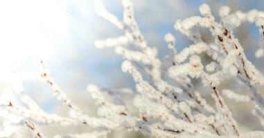 inverno branco Magia imagem com Nevado Rosa Mosqueta arbustos galhos fechar acima dentro geada ensolarado inverno dia. foto