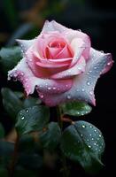 ai gerado uma Rosa rosa este é coberto de chuva gotas, foto