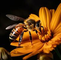 ai gerado uma abelha em uma Preto fundo com uma amarelo flor, foto