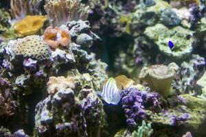 lindo embaixo da agua fundo com corais e peixe. multicolorido marinho oceano plantas. exótico flora água foto