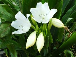 crinum latifólio é uma herbáceo perene floração plantar dentro a amaryllis família. fechar acima. seletivo foco. tropical lindo branco flor florescendo dentro a jardim foto