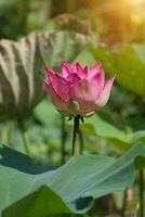 linda flor de lótus rosa foto