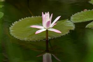 branco com Rosa nenúfar flor. foto