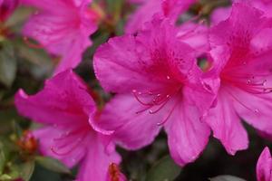 flores de azaléia rosa foto