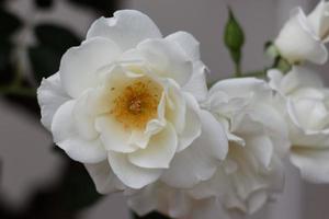rosas brancas e folhas foto