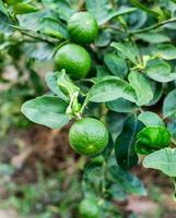 verde limão limas foto