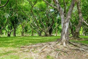 mangue raiz floresta sombrio foto