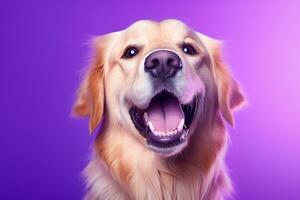 ai gerado uma fechar-se retrato do uma dourado retriever cachorro em uma roxa fundo foto