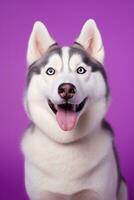 ai gerado uma fechar-se retrato do uma rouco cachorro com azul olhos e uma roxa fundo foto