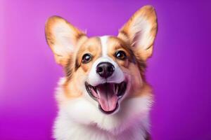 ai gerado fofa galês corgi cachorro em uma roxa fundo foto