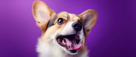 ai gerado fofa galês corgi cachorro em uma roxa fundo foto