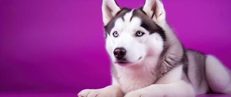 ai gerado uma fechar-se retrato do uma rouco cachorro com azul olhos e uma roxa fundo foto