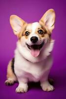 ai gerado fofa galês corgi cachorro em uma roxa fundo foto