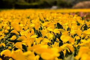 flores amarelas em um campo foto