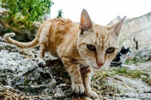 gatos caminhando em uma rochoso panorama foto