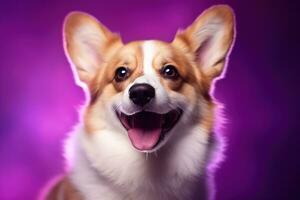 ai gerado fofa galês corgi cachorro em uma roxa fundo foto