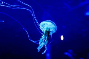 uma medusa dentro uma azul luz com uma grandes rabo foto
