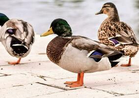 três patos em pé em uma cimento passarela perto água foto