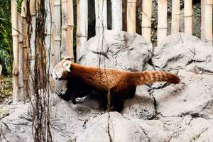 uma vermelho panda é caminhando em pedras dentro a cercado foto