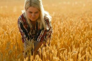mulher dentro uma trigo campo em a fundo do a configuração Sol foto