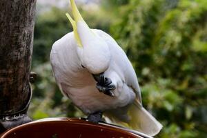 uma branco cacatua comendo a partir de uma tigela foto