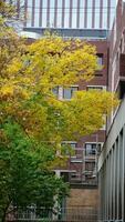 a lindo campus outono Visão com a colorida árvores e folhas dentro a chuvoso dia foto