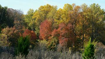a lindo outono Visão com a colorida árvores e folhas dentro a parque foto