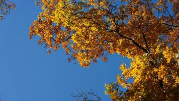 a lindo outono Visão com a colorida árvores e folhas dentro a parque foto