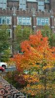 a lindo campus Visão com a colorida árvores e folhas dentro outono foto