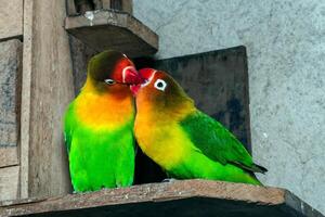 close-up de pássaros do amor são coloridos e bonitos foto