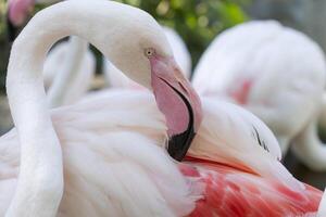 grande flamingo rosa