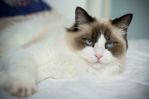 jovem lindo de raça pura boneca de pano gato às casa foto