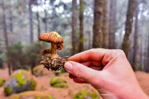 uma mão segurando uma pequeno cogumelo dentro a floresta foto