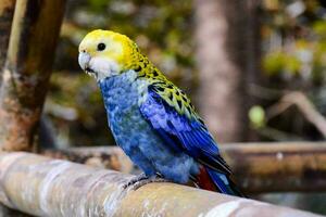 uma colorida papagaio sentado em uma de madeira postar foto