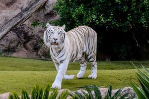 uma branco tigre caminhando através uma gramíneo área foto