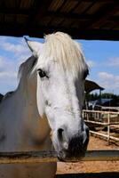 uma branco cavalo é olhando sobre a cerca foto