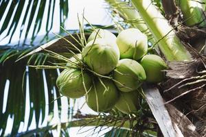 close-up cacho de coco em árvore, cacho de coco em coqueiro foto