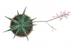 aloe harlana asphodelaceae na vista superior do pote de barro, isolado no fundo branco foto