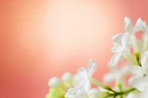 branco lilás flor ramo em uma pêssego penugem fundo com cópia de espaço para seu texto foto
