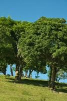 verde árvores em pastagem encosta 2 foto