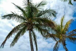 dois Palma árvores estão em pé dentro frente do uma azul céu foto