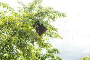 uma enxame do abelhas sentado baixa em uma ramo do uma bétula árvore foto