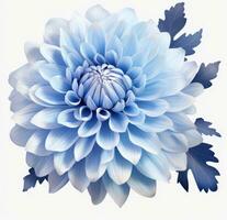 ai gerado azul flor png transparente azul crisântemo plantar clipart foto