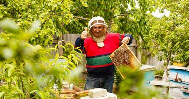 apicultor segurando uma moldura de favo de mel foto