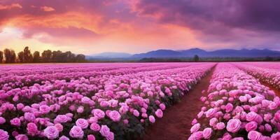 ai gerado rosa campo dentro a nascer do sol manhã com lindo céu foto