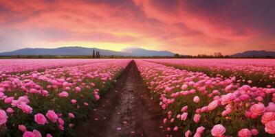 ai gerado rosa campo dentro a nascer do sol manhã com lindo céu foto