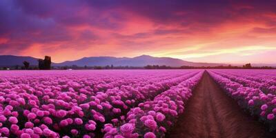 ai gerado rosa campo dentro a nascer do sol manhã com lindo céu foto